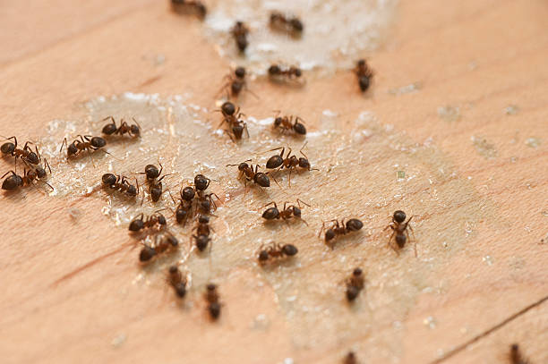 Best Termite Control Services  in Long Neck, DE