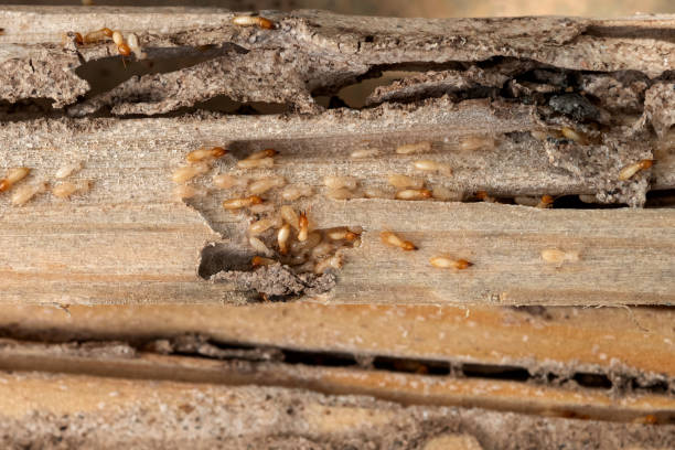 Best Pest Inspection Near Me  in Long Neck, DE